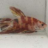 betta splendens man