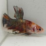 betta splendens man