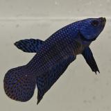 betta splendens man