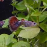 lebistes reticulatus