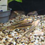 gyrinocheilus aymonierii