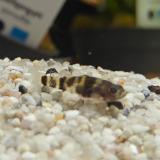 brachygobius spec