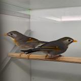 Leiothrix lutea