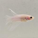 betta splendens man