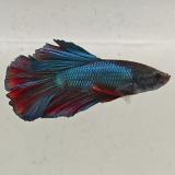 betta splendens man