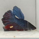 betta splendens man