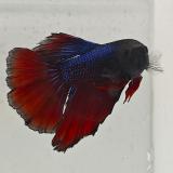 betta splendens man