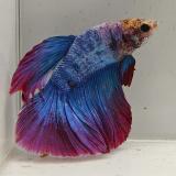 betta splendens man