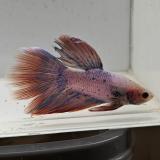 betta splendens man