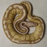 python regius
