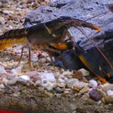 cherax snowden
