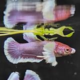 betta splendens (vrouw) dumbo ear