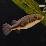 Tetraodon erythrotaenia