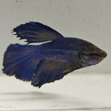 betta splendens man