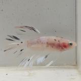 betta splendens man