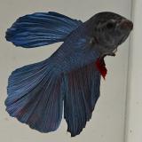 betta splendens man