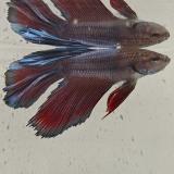betta splendens man