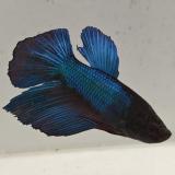 betta splendens man