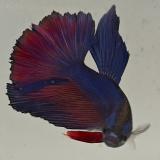 betta splendens man