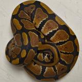 python regius