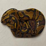 python regius