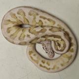 python regius