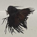 betta splendens man