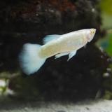 lebistes reticulatus