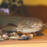 Polypterus teugelsi