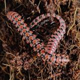 Antheromorpha uncinata 