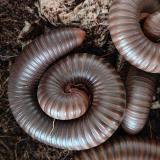 Thyropygus allevatus