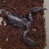 heterometrus species