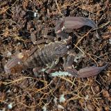 Chaerilus species