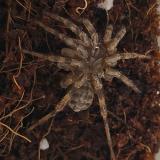 Liphistius spp