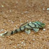 l-519 Ancistrus sp. kiefner