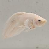 betta splendens man