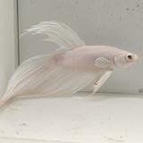 betta splendens man