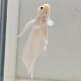 betta splendens man