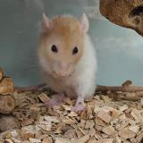 Rattus norvegicus