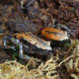 Phrynomantis microps