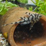 l-519 Ancistrus sp. kiefner