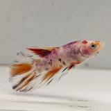 betta splendens man