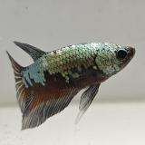 betta splendens man
