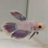 betta splendens man