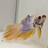 betta splendens man