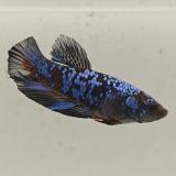 betta splendens man
