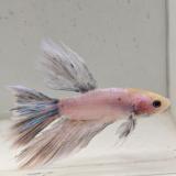 betta splendens man