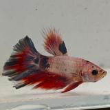 betta splendens man