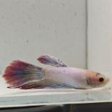 betta splendens man