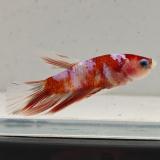 betta splendens man